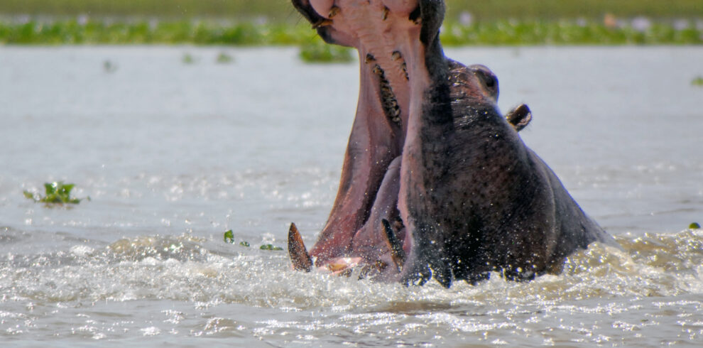 lake-Naivasha-Hippo